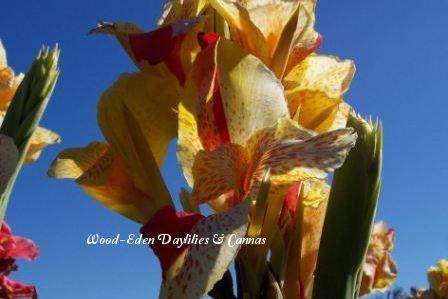 Photo of Canna Lily (Canna 'Yellow King Humbert') uploaded by Joy