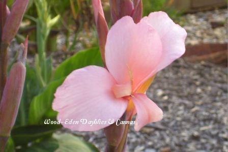Photo of Canna (Canna x generalis 'Constitution') uploaded by Joy