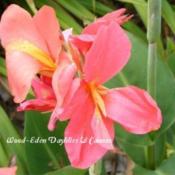 Photo Courtesy of Wood-Eden Daylilies & Cannas. Used with Permiss