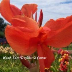 
Photo Courtesy of Wood-Eden Daylilies & Cannas. Used with Permiss