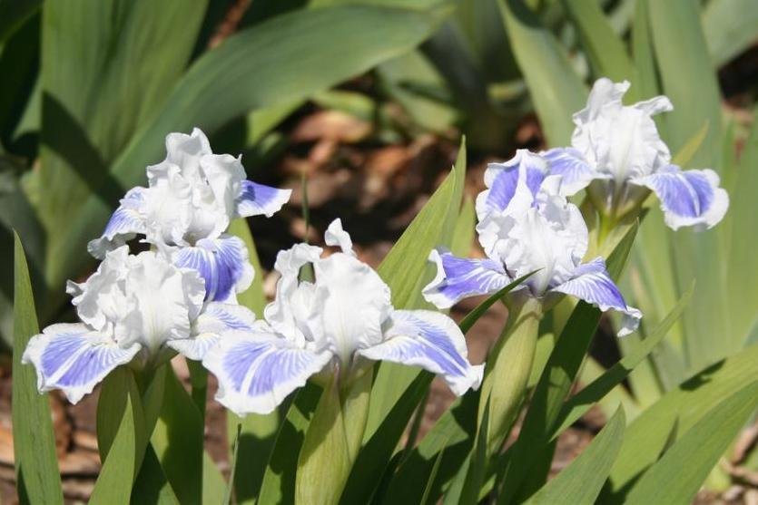 Photo of Standard Dwarf Bearded Iris (Iris 'Big Blue Eyes') uploaded by KentPfeiffer
