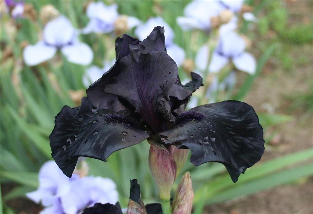 Photo of Tall Bearded Iris (Iris 'Before the Storm') uploaded by KentPfeiffer