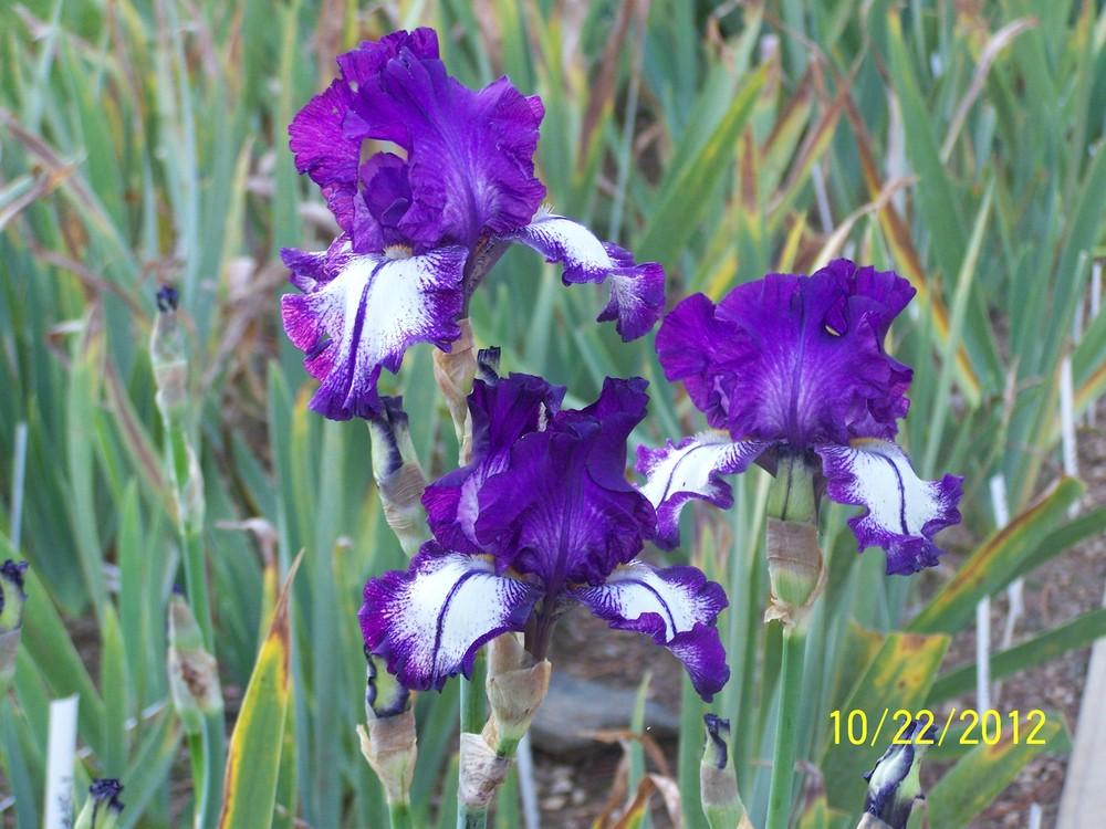 Photo of Tall Bearded Iris (Iris 'Zee') uploaded by Misawa77