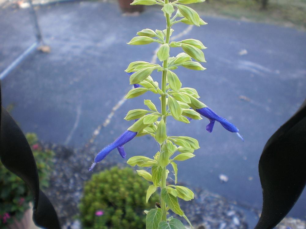 Photo of Mexican Sage (Salvia mexicana 'Limelight') uploaded by SongofJoy