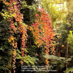 Location: my garden in Gent, Belgium
Date: 2012-10-22
Fantastic autumn display!