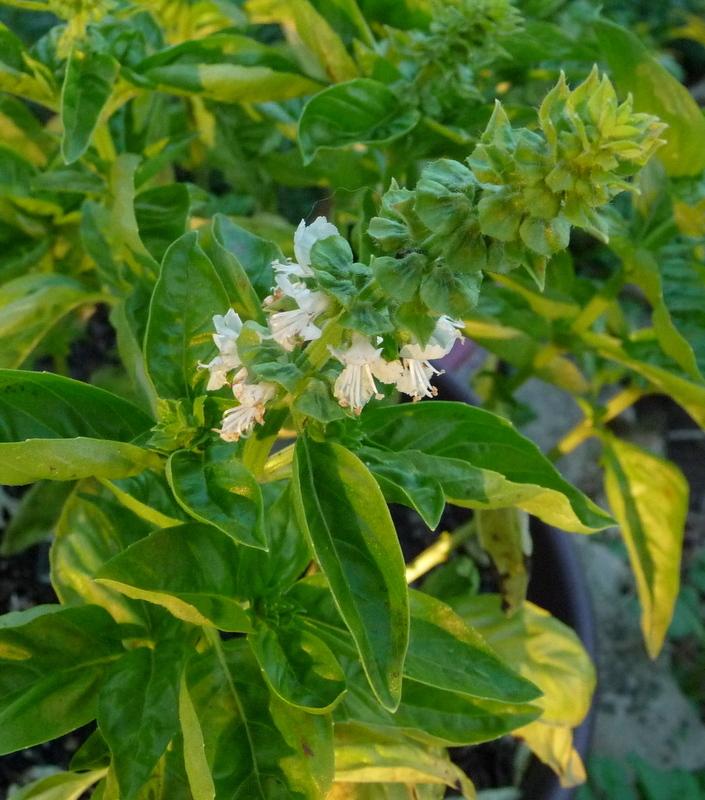 Photo of Sweet Basil (Ocimum basilicum) uploaded by gardengus
