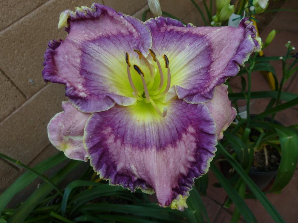 Photo of Daylily (Hemerocallis 'Superstition Springs') uploaded by lyle627