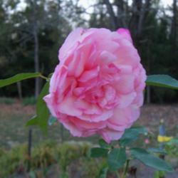 Location: My garden in northeast Texas
Date: 2012  Oct 23