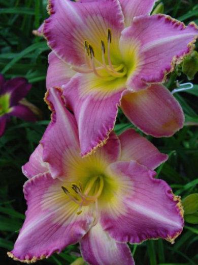 Photo of Daylily (Hemerocallis 'In My Pink High Heels') uploaded by Calif_Sue