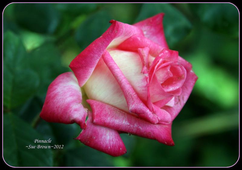 Photo of Rose (Rosa 'Pinnacle') uploaded by Calif_Sue