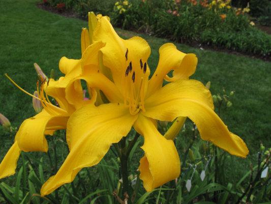 Photo of Daylily (Hemerocallis 'Miss Goldie Gold Digger') uploaded by Calif_Sue