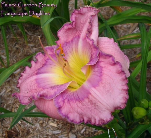 Photo of Daylily (Hemerocallis 'Palace Garden Beauty') uploaded by Joy