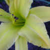 Photo Courtesy of Fairyscape Daylilies. Used with Permission