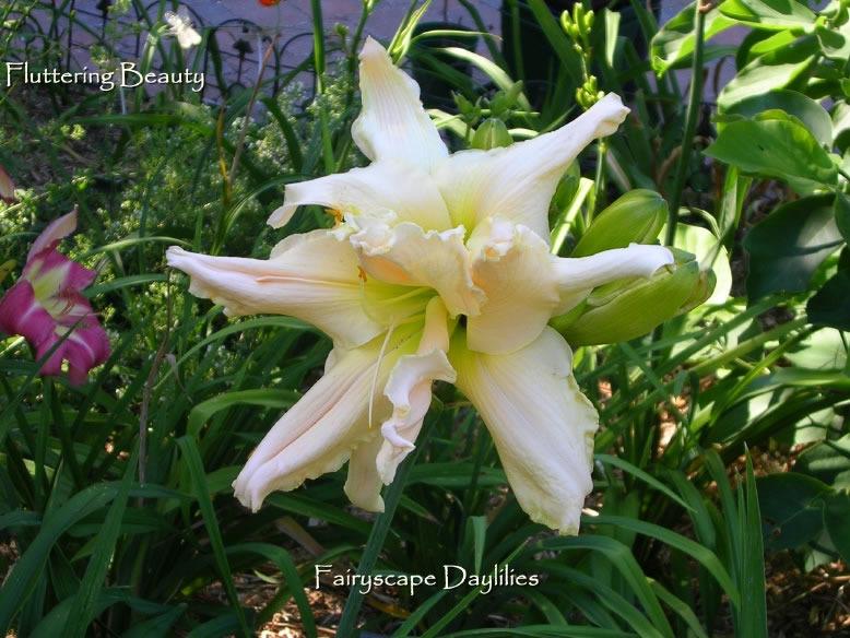 Photo of Daylily (Hemerocallis 'Fluttering Beauty') uploaded by Joy