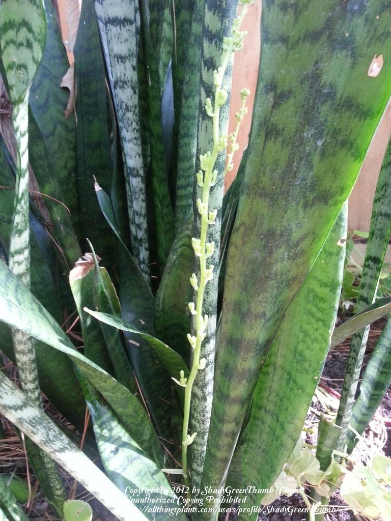 Photo of Snake Plant (Dracaena trifasciata) uploaded by ShadyGreenThumb