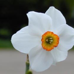 Location: Akron, Ohio
Date: May 2004
Narcissus \"Rita Dove\", blooming in Akron, Ohio