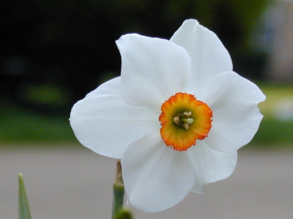 Photo of Daffodil (Narcissus 'Rita Dove') uploaded by fredviebahn