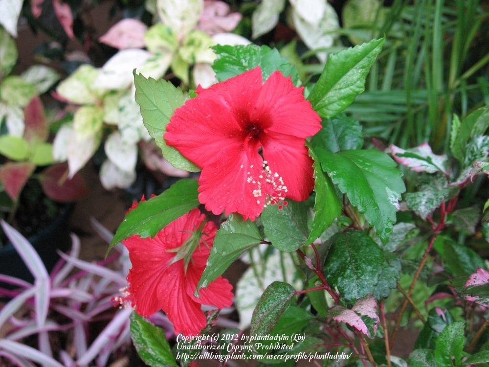 Photo of Tropical Hibiscus (Hibiscus rosa-sinensis 'Red Hot') uploaded by plantladylin