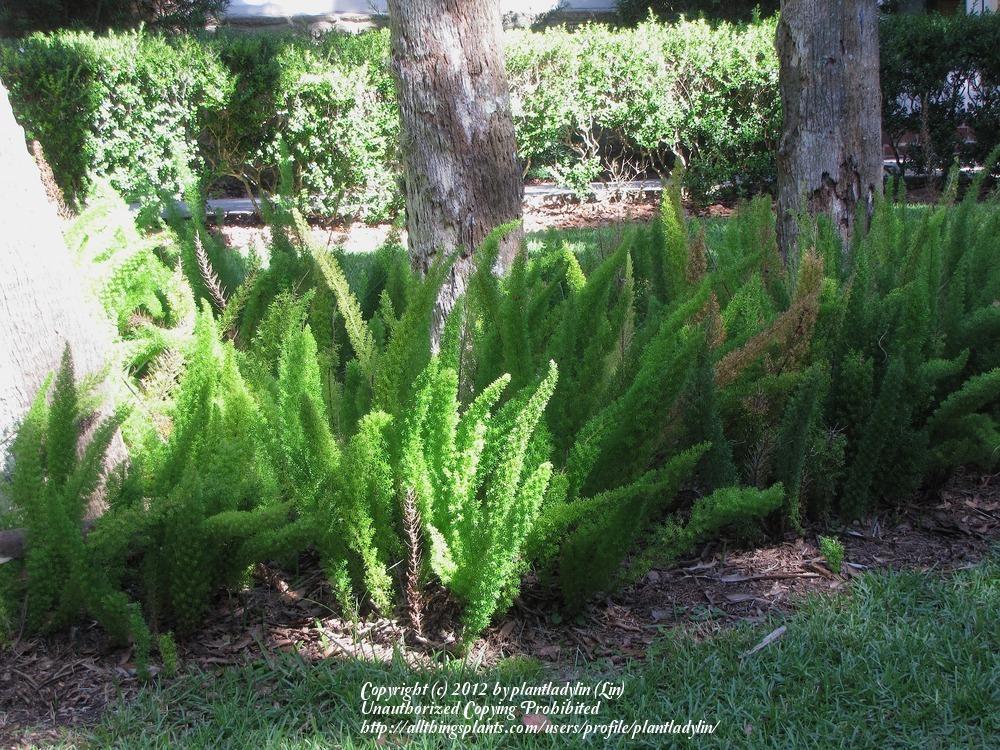 Photo of Foxtail Fern (Asparagus densiflorus) uploaded by plantladylin