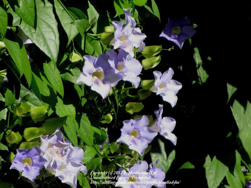Photo of Blue Sky Vine (Thunbergia grandiflora) uploaded by plantladylin