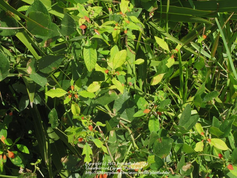 Photo of Wild Poinsettia (Euphorbia heterophylla var. cyathophora) uploaded by plantladylin