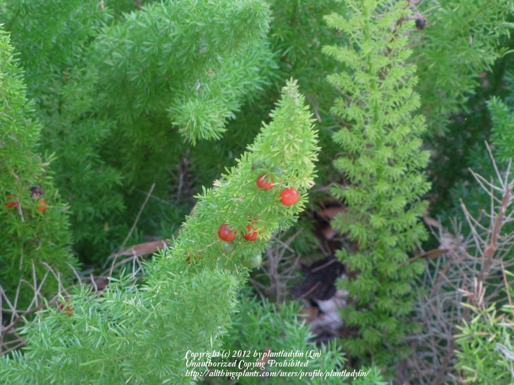 Photo of Foxtail Fern (Asparagus densiflorus) uploaded by plantladylin