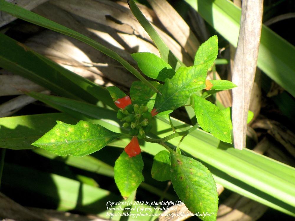 Photo of Wild Poinsettia (Euphorbia heterophylla var. cyathophora) uploaded by plantladylin