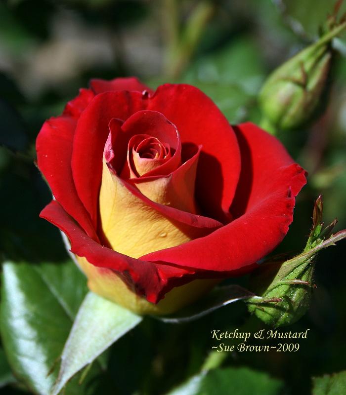 Photo of Floribunda Rose (Rosa 'Ketchup & Mustard') uploaded by Calif_Sue