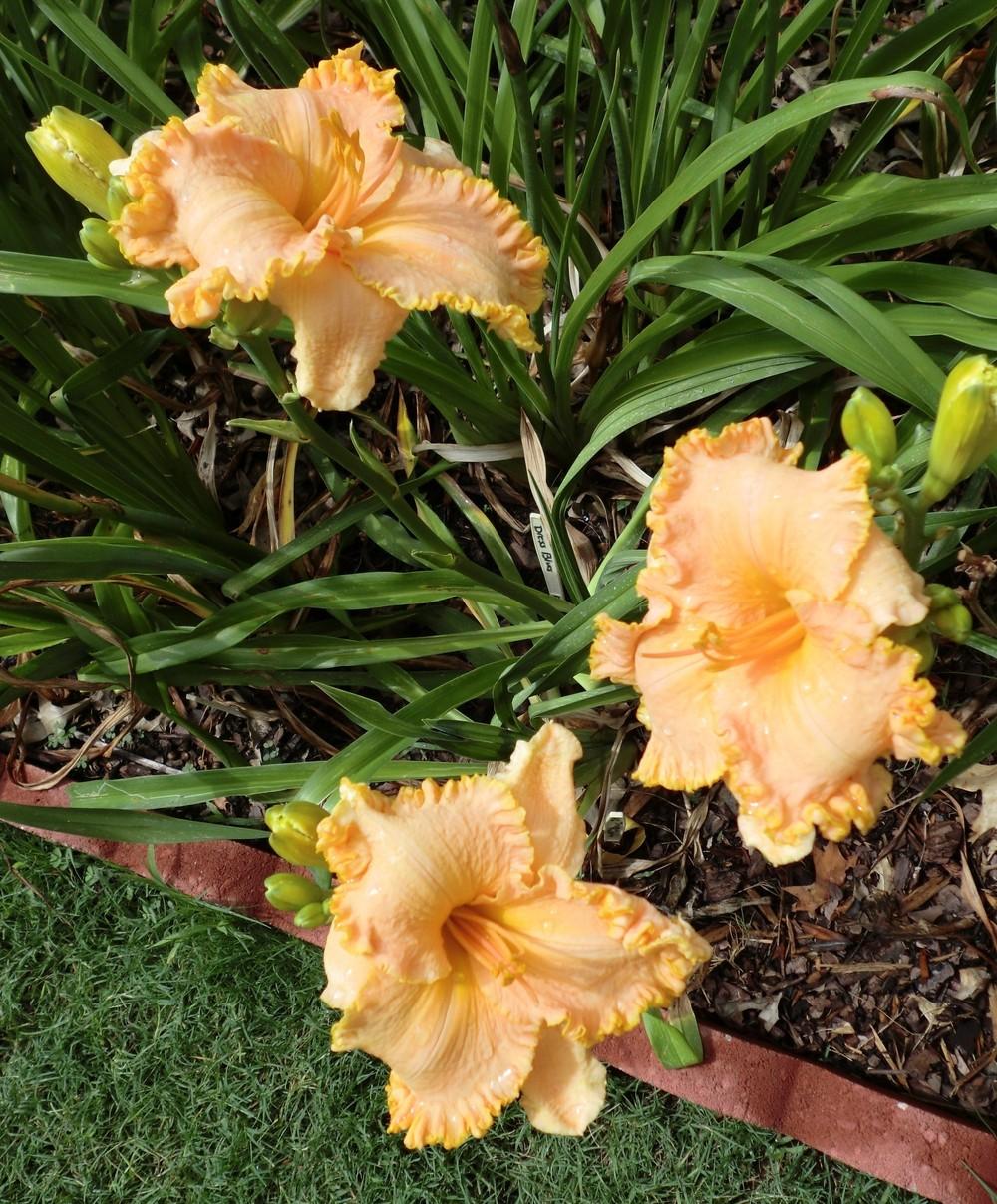Photo of Daylily (Hemerocallis 'Spacecoast Tropical Passion') uploaded by Ditchlily