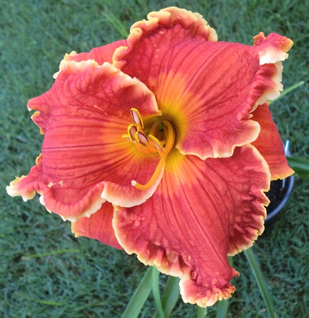 Photo of Daylily (Hemerocallis 'Spacecoast Francis Busby') uploaded by Ditchlily