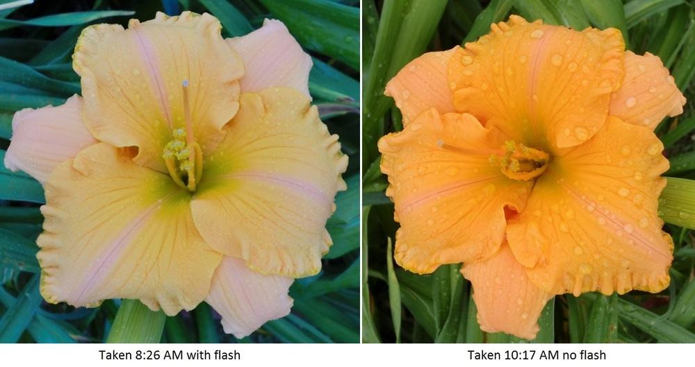 Photo of Daylily (Hemerocallis 'Pure and Simple') uploaded by Ditchlily