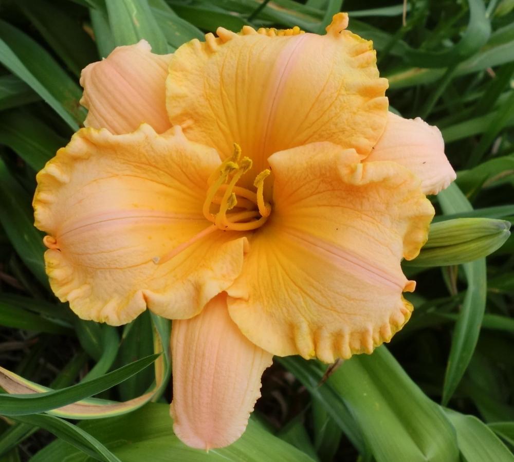 Photo of Daylily (Hemerocallis 'Pure and Simple') uploaded by Ditchlily