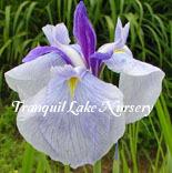 Photo of Japanese Iris (Iris ensata 'Returning Tide') uploaded by Joy