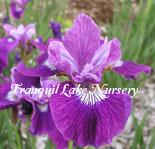 Photo of Siberian Iris (Iris 'Lady Vanessa') uploaded by Joy
