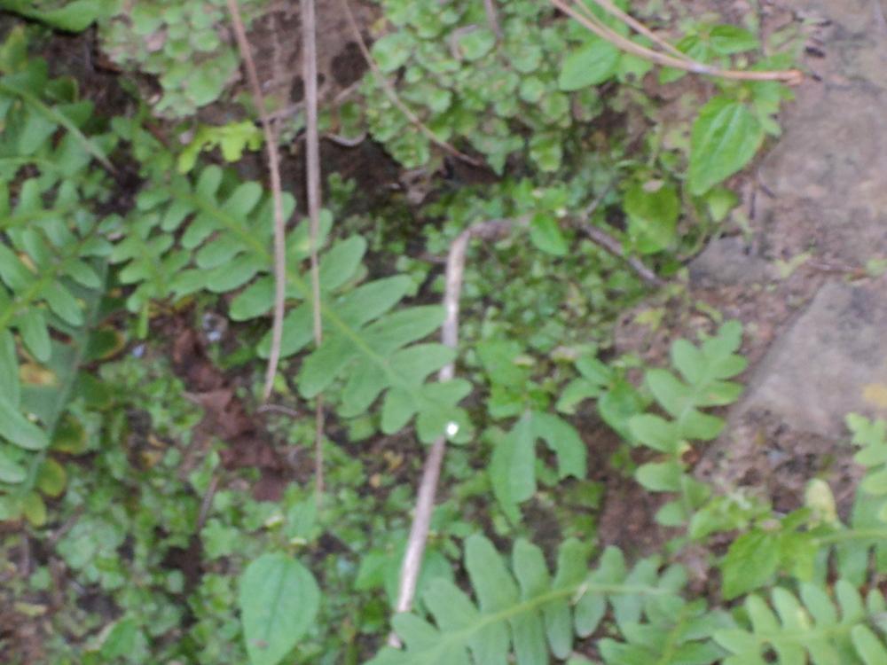 Photo of Green Spleenwort (Asplenium viride) uploaded by KAMasud