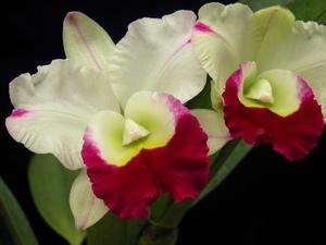Photo of Orchid (Rhyncholaeliocattleya Memoria Anna Balmores 'Convex') uploaded by drdawg