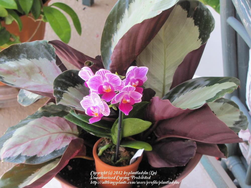 Photo of Orchid (Phalaenopsis Sogo Vivien) uploaded by plantladylin