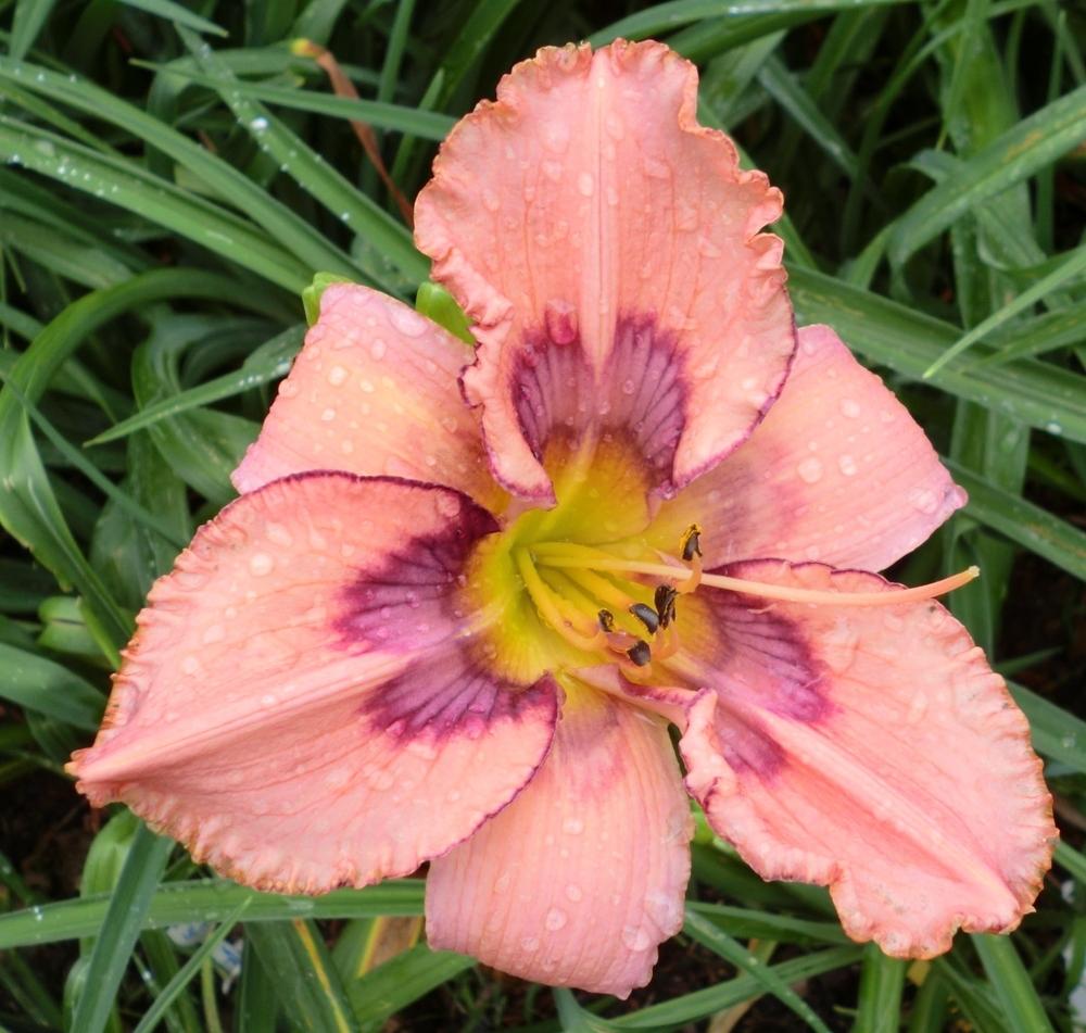 Photo of Daylily (Hemerocallis 'Frog Song') uploaded by Ditchlily
