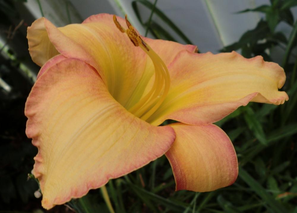 Photo of Daylily (Hemerocallis 'Fruit Loops') uploaded by Ditchlily