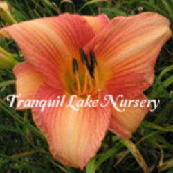 
Photo Courtesy of Tranquil Lake Nursery. Used with Permission