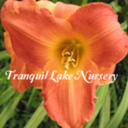 
Photo Courtesy of Tranquil Lake Nursery. Used with Permission