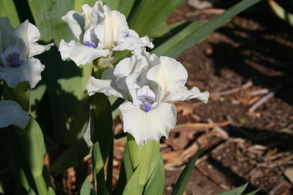 Photo of Standard Dwarf Bearded Iris (Iris 'Bluebeard's Ghost') uploaded by KentPfeiffer