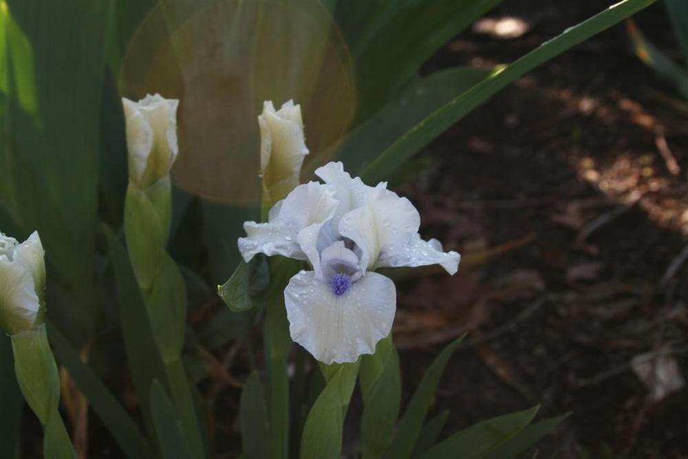 Photo of Standard Dwarf Bearded Iris (Iris 'Bluebeard's Ghost') uploaded by KentPfeiffer