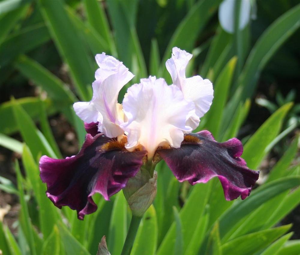 Photo of Tall Bearded Iris (Iris 'Brazilian Holiday') uploaded by KentPfeiffer