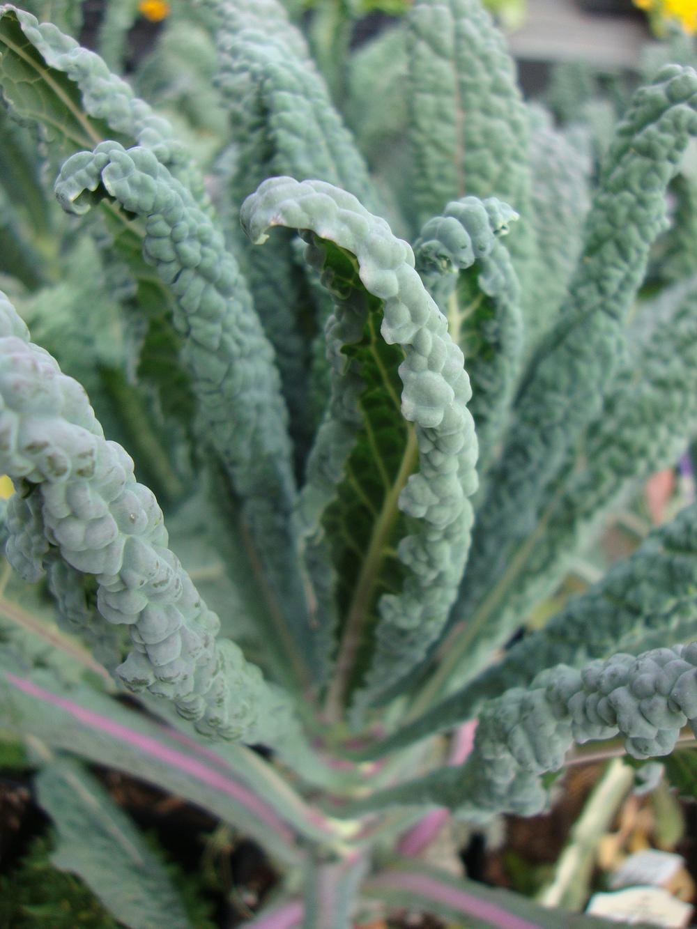 Photo of Kale (Brassica oleracea 'Lacinato') uploaded by Paul2032