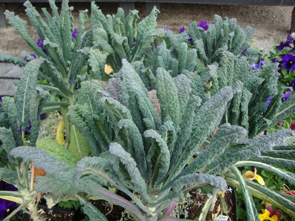 Photo of Kale (Brassica oleracea 'Lacinato') uploaded by Paul2032