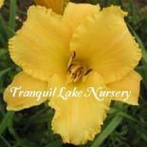 Photo Courtesy of Tranquil Lake Nursery. Used with Permission