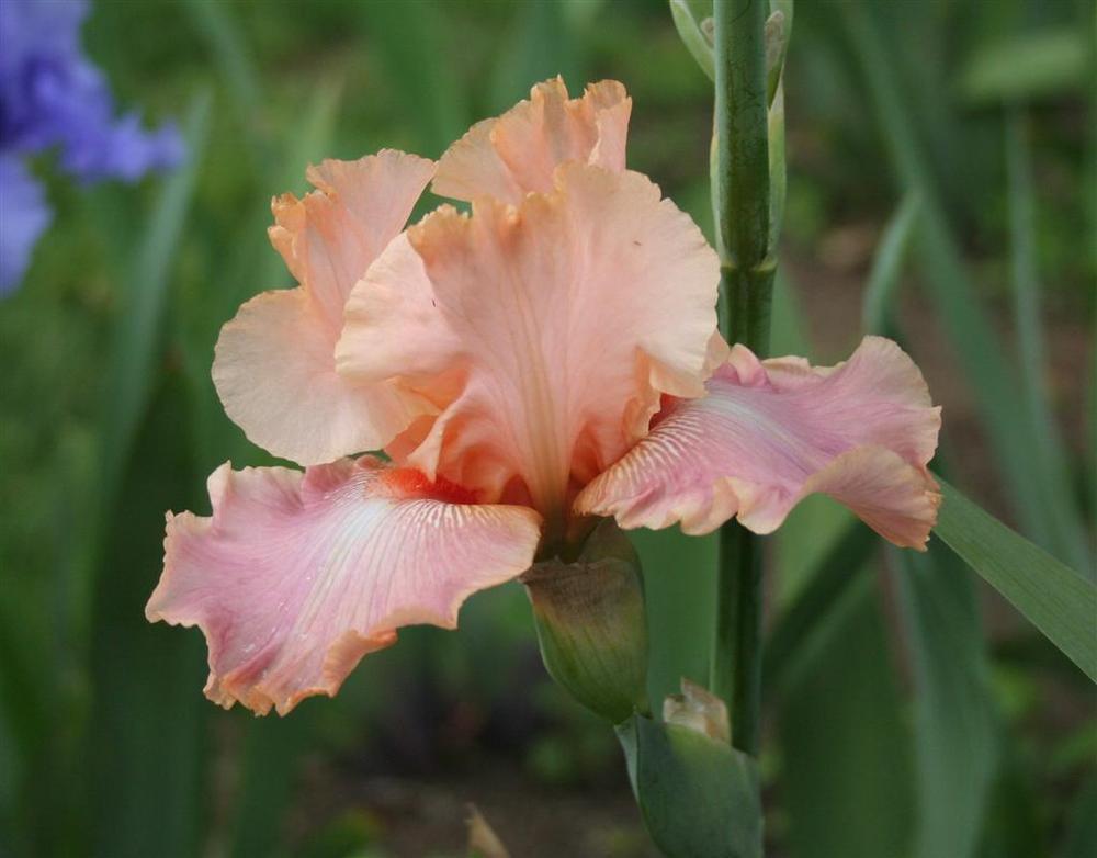 Photo of Tall Bearded Iris (Iris 'Cheyenne Sky') uploaded by KentPfeiffer