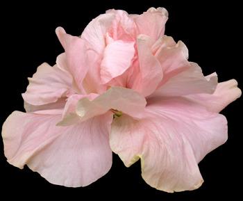 Photo of Tropical Hibiscus (Hibiscus rosa-sinensis 'Sweet Pink') uploaded by SongofJoy
