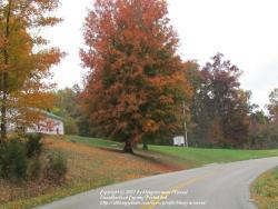 Thumb of 2012-10-27/bluegrassmom/cba0a1